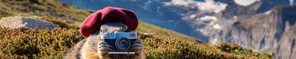 Firefly une marmotte avec un béret photographie le pic du midi d'osseux 19005